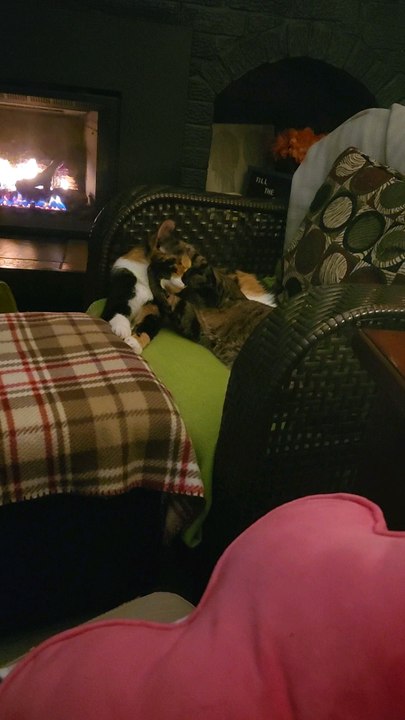 Cat love