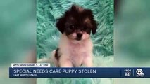 #CCTV: Mujer en Florida captada robando pero de una tienda de mascotas cuyo costo es 2 mil dolares