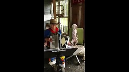 El cachorro musical baila al ritmo del acordeón de la abuela