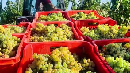 Repetto: "Il nostro progetto in Piemonte? L'isola dei grandi vini bianchi"