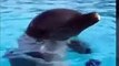 #VIRAL: Delfines imitan el nado de diferentes animales a la perfección