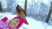 #CUTE: Un cardenal se come los cacahuetes de la mano de una mujer