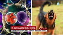 Reportan casos de rabia humana en tres menores de Oaxaca, uno entró en muerte cerebral