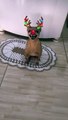 Perrito se pone furioso cuando su dueña le coloca un filtro de reno navideño