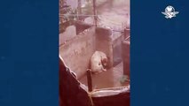 #VIDEO: Rescatan a Leo, perrito que vivía amarrado en una azotea en la CDMX