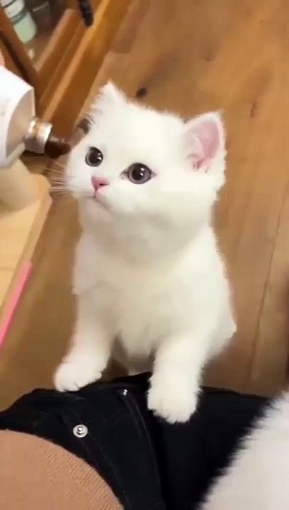 Cats So cute