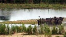#VIDEO: Los búfalos se unen para salvar a un ternero de una manada de leones