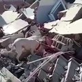 Conmovedor video de perrito llevando pan a su dueño enterrado entre escombros en Turquía