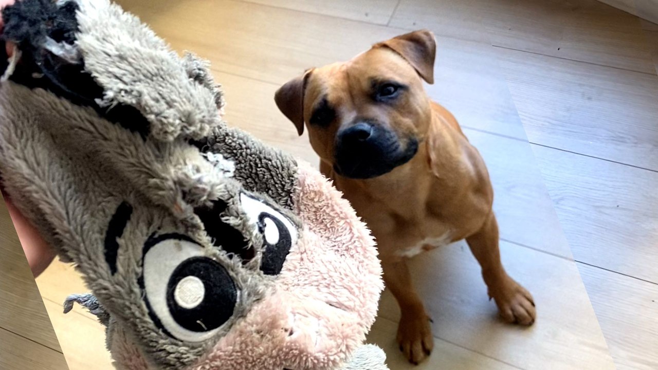 Dog Is Obsessed With His Stuffie