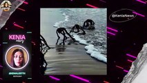 Criaturas extrañas salen del mar en Sudáfrica