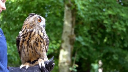 "Owl-Inspiring Moments: Discover the Allure and Grace of Nature's Most Enchanting Creatures"