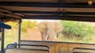 Cet éléphant déteste les touristes