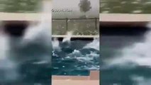 Vaca queda atrapada en una tormenta y el granizo cae sobre una piscina en Texas