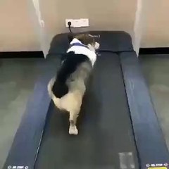 #CUTE: Así como esos perritos.. Existen dos tipos de personas en el GYM