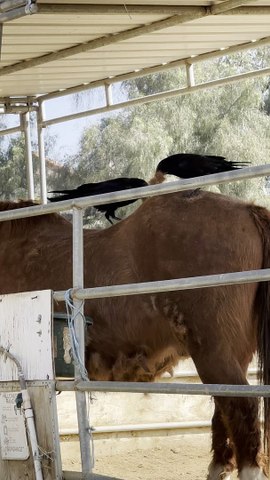 Crows Gather Hair From Shedding Horse