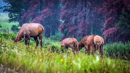exploring the world of elk deer unusual encounters