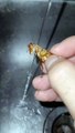 Lo acusan de Maltrato animal por bañar a Cucaracha