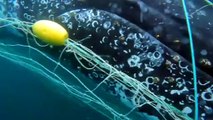 Ballena jorobada de 33 pies liberada de una red frente a la costa australiana