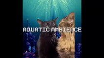 MUSICA DE GATO NEGRO MIRANDO CARA A CARA | AQUATIC AMBIENCE - MUSICA DE MEMES