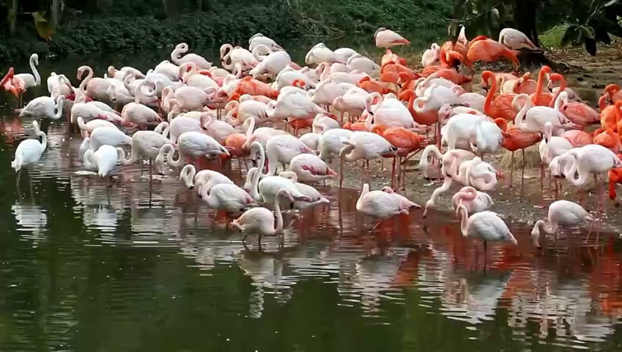 flamingo adventures exploring feeding wildlife  4k