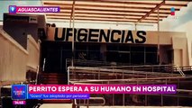 ¡Hachiko mexicano! Perrito espera a su humano afuera de un hospital