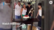 Perro intenta entrar en una foto familiar y hace volar la tarta