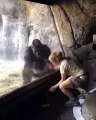 Orangutan imita los movimientos de su entrenadora