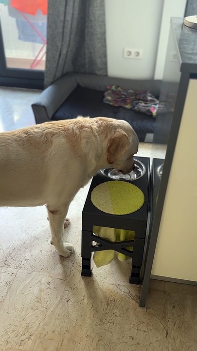Dog Dries Muzzle After Drinking