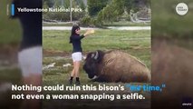 Un turista se acerca peligrosamente a un bisonte en reposo para hacerse un arriesgado selfie