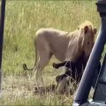 Leones devoran a madre bufalo y a su bebe recien nacido
