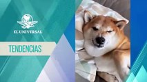 Despedimos a Cheems, el perrito viral, con los mejores memes