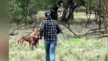 Increíble Rescate: Persona Salva a Perro Atrapado por un Canguro