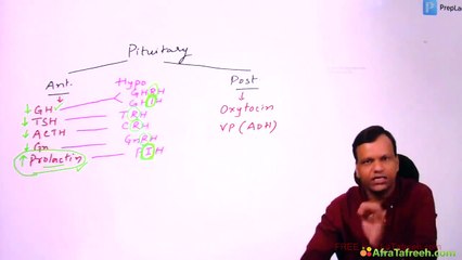 Endocrine pituitary hypothalamic system