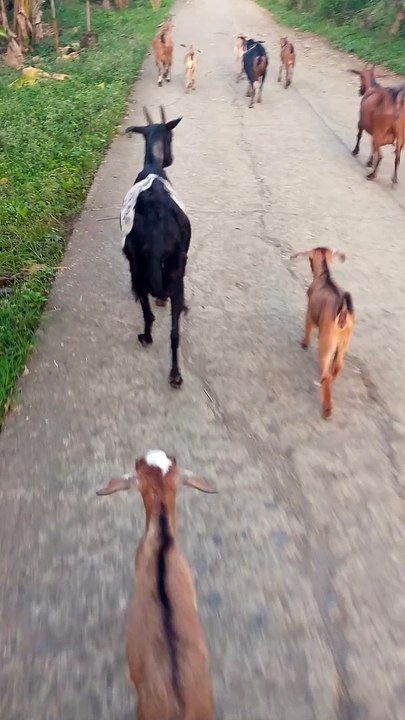 goat farm