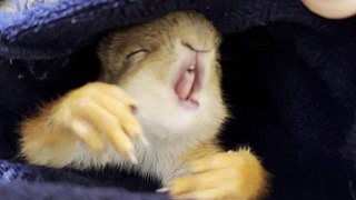 Little Squirrel Gives a Big Yawn