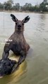 #VIRAL: Un canguro se apodera de un perro en el río Murray y su dueño lucho por su vida