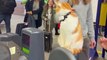 Gato saluda a los viajeros en la estación de tren