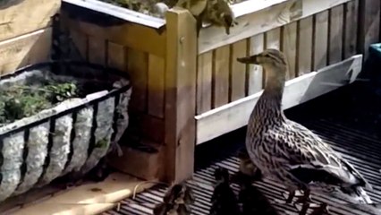 Guy Rescues Duckling Families Every Year