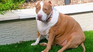 Obese Pit Bull Loses Over 60 Pounds