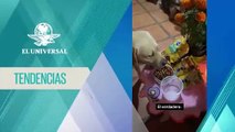 “El muerto al pozo y el vivo al gozo”: mascotas virales por nuevo trend de TikTok
