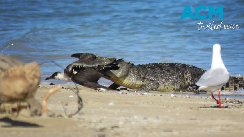 Both the croc and the arctic bird are species that don't frequent the Great Barrier Reef region.