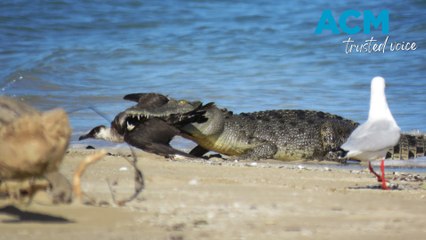 Epic Battle: Saltwater Crocodile vs. Arctic Bird 🐦