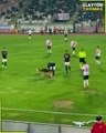 Perrito entra a la cancha para robarse el balón durante partido