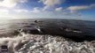 500 delfines saltando por el Canal de la Mancha