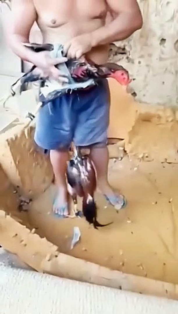 ⁣pets cute funny videos funny Clips funny dogs