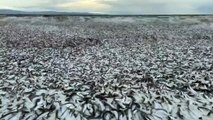 #VIDEO: Gran cantidad de peces muertos aparecen en la costa norte de Japón