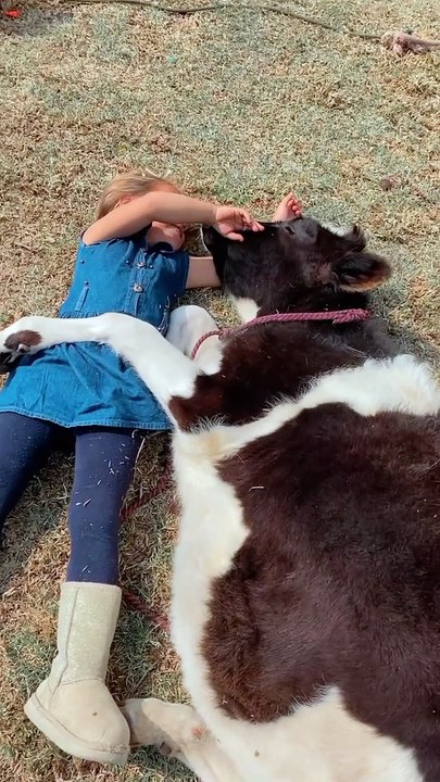 Girl Sings to Spoiled Cow