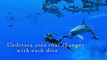 Endless Ocean Luminous - Tráiler de anuncio - Nintendo Switch