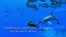 Endless Ocean Luminous - Tráiler de anuncio - Nintendo Switch