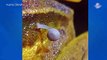 Preocupa a científicos rana con un hongo creciendo en su cuerpo